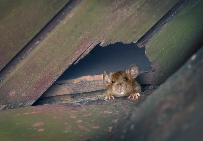 un agujero producido por ratas con una rata saliendo por el 